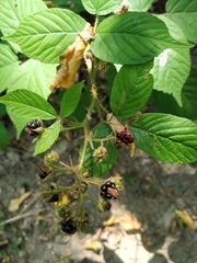 Rubus caucasicus