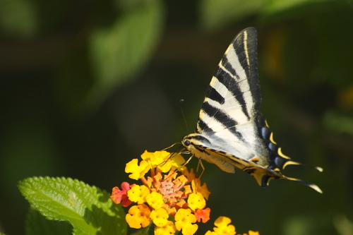Iberian Scarce Swallowtail