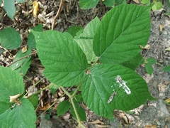 Rubus caucasicus