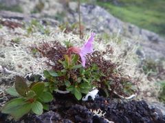 Rhododendron redowskianum