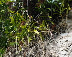 Robiquetia palawensis