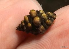 Muricoidea