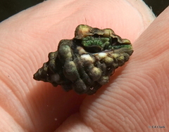 Muricoidea