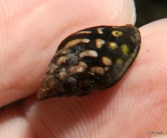 Pictocolumbella ocellata