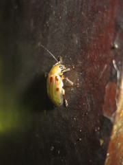 Exora obsoleta