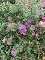 Symphyotrichum novae-angliae