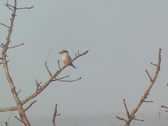 Halcyon chelicuti chelicuti