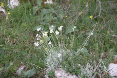 Cerastium biebersteinii