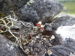 Cladonia borealis