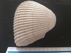 Larkinia multicostata