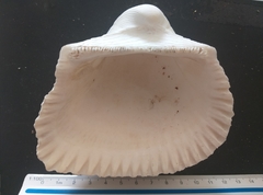 Larkinia multicostata