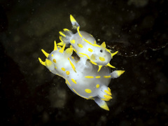 Polycera quadrilineata