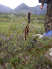 Carex rigidioides