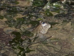 Periophthalmus chrysospilos