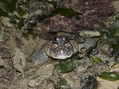 Periophthalmus chrysospilos