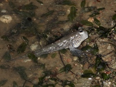 Periophthalmus chrysospilos