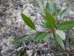 Salix divaricata
