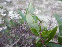 Salix divaricata