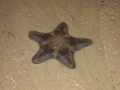 Goniodiscaster scaber