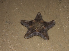 Goniodiscaster scaber