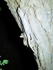 Hemidactylus flaviviridis
