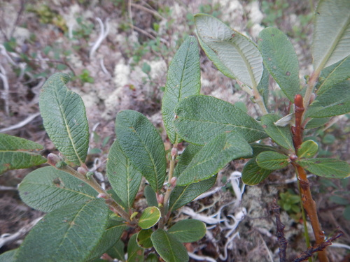 Salix krylovii