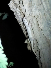 Hemidactylus flaviviridis
