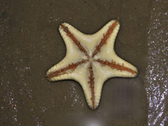 Goniodiscaster scaber