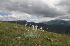Cerastium biebersteinii