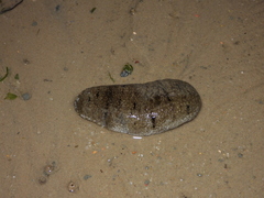 Holothuria scabra