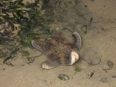 Goniodiscaster scaber