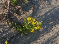 Solidago litoralis