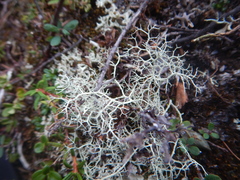 Alectoria ochroleuca