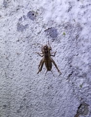 Eugryllodes escalerae