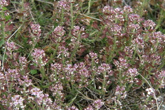 Iberis saxatilis