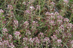Iberis saxatilis