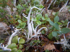 Thamnolia vermicularis