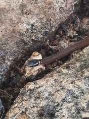 Coniophanes meridanus