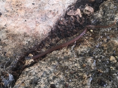Coniophanes meridanus