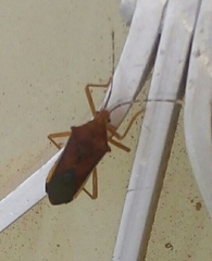 Anasa varicornis