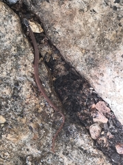 Coniophanes meridanus