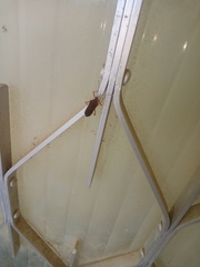 Anasa varicornis