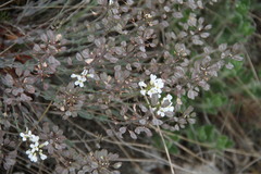 Noccaea macrantha