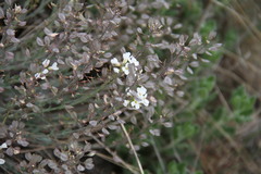 Noccaea macrantha