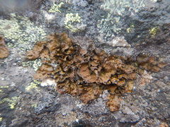 Lasallia pensylvanica