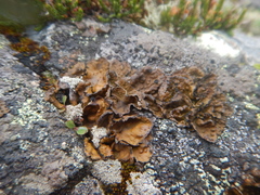 Lasallia pensylvanica