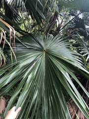 Satranala decussilvae