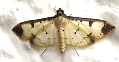 Eulepte gastralis