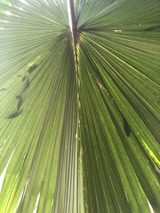 Satranala decussilvae