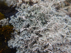 Stereocaulon paschale